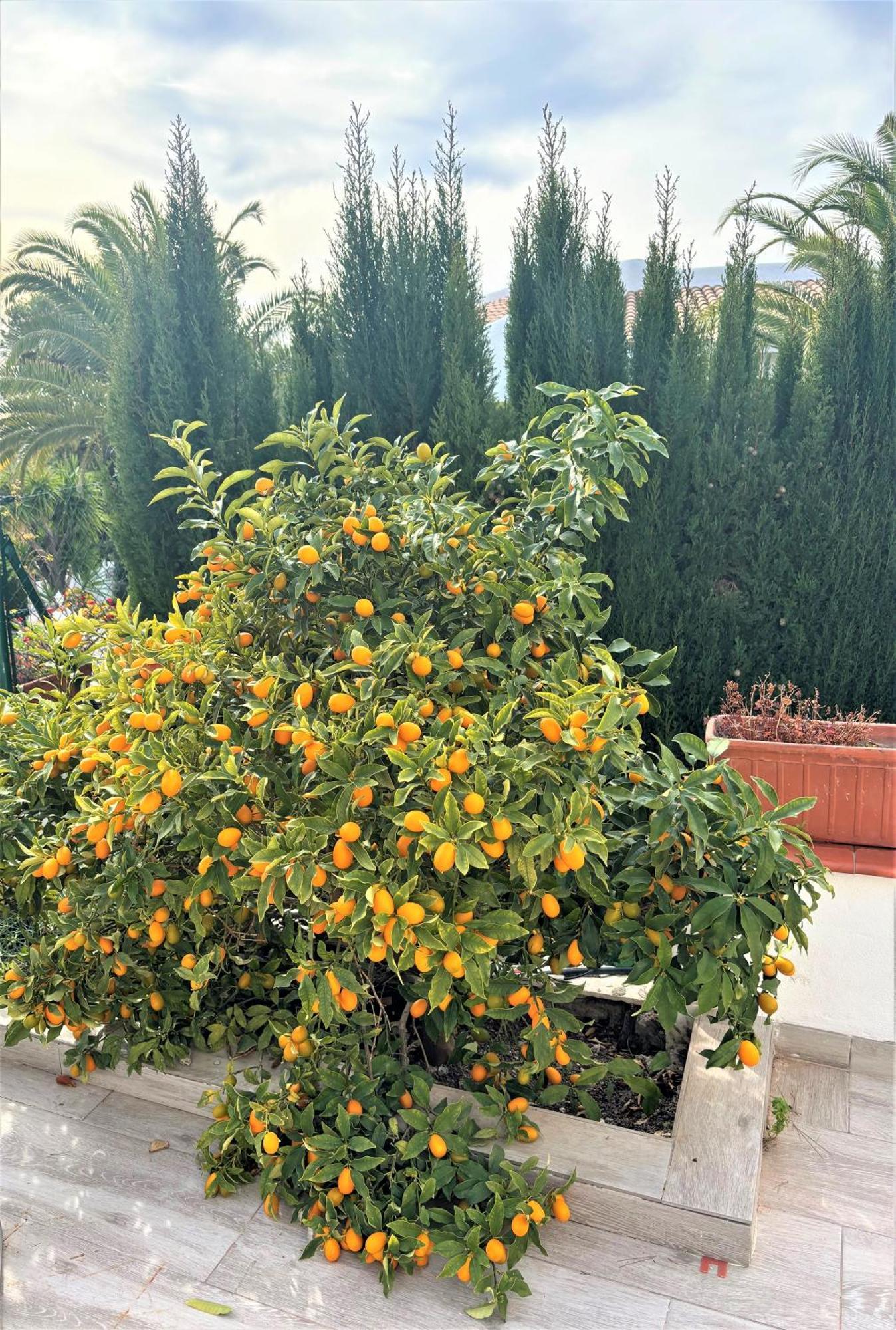 Villa Esmeralda Altea la Vieja Esterno foto